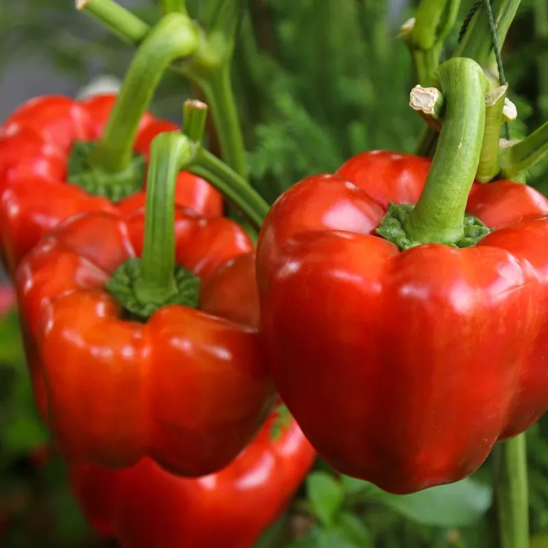 1-gram-california-wonder-pepper-garden-seeds 1 Gram – California Wonder Pepper Garden Seeds