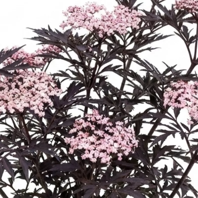 1-sambucus-nigra-black-lace-elderberry-plant-outdoor-hardy-perennial-garden-shru 1 Sambucus Nigra Black Lace Elderberry Plant, Outdoor Hardy Perennial Garden Shrub, 3 Litre Root Ball