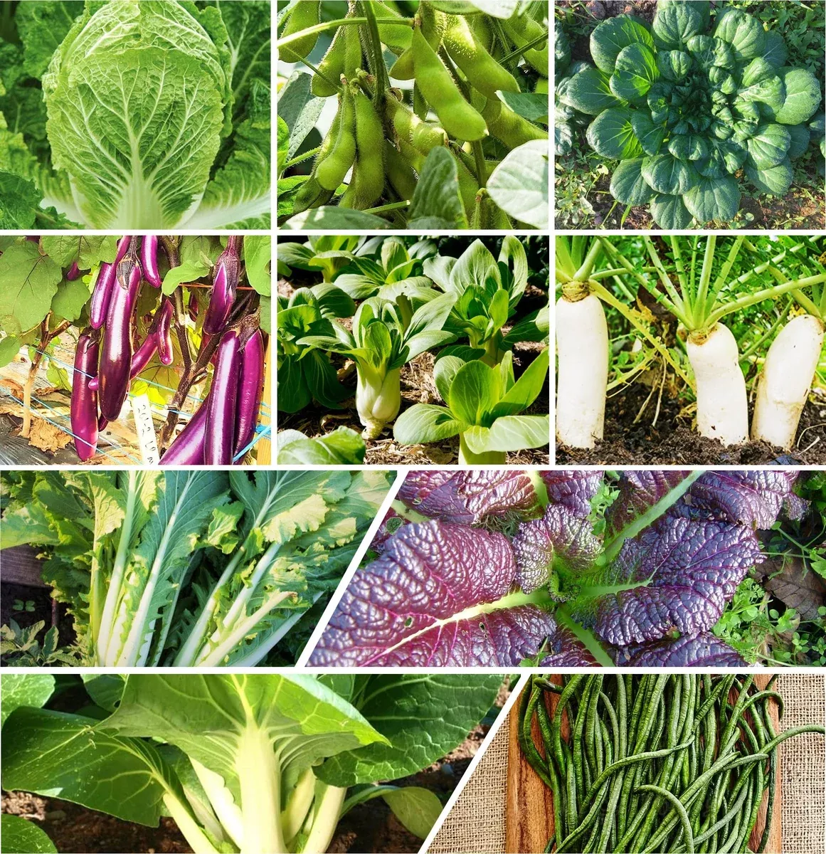 10-asian-vegetable-seeds-mix 10 Asian Vegetable Seeds Mix