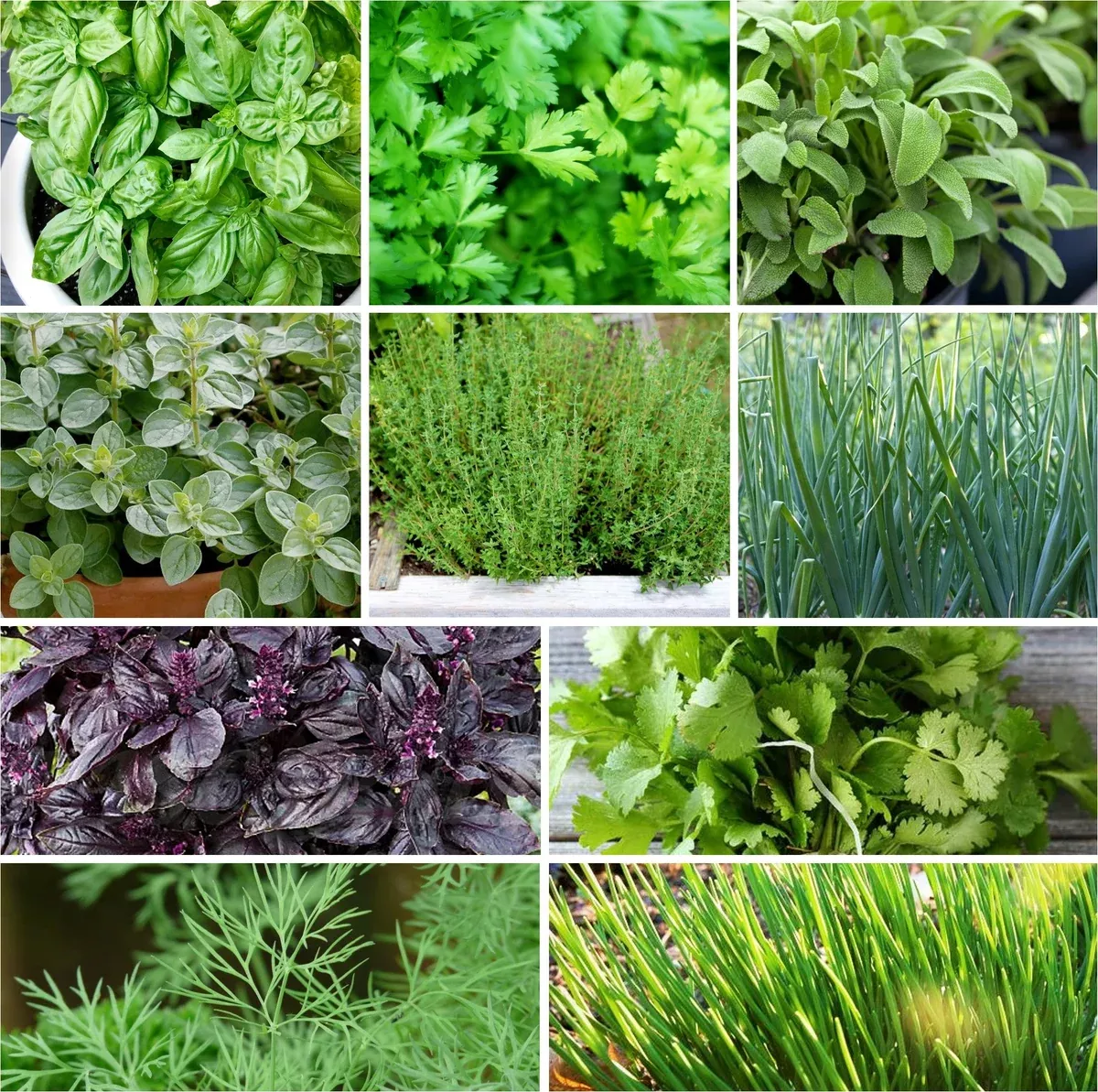 10-herb-lovers-seeds-mix 10 "Herb Lovers" Seeds Mix