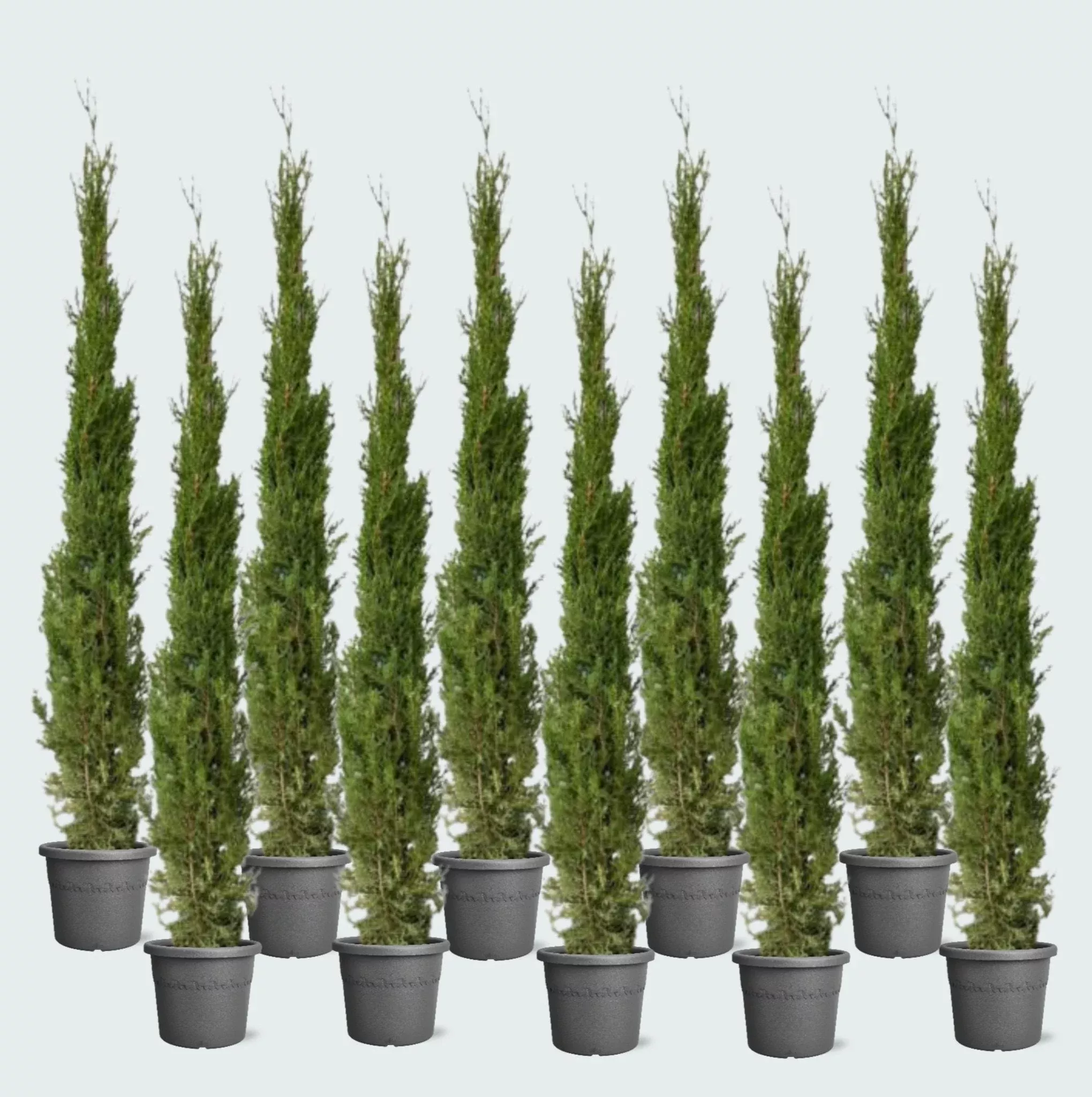 10x Cupressus Sempervirens Totem – 170cm