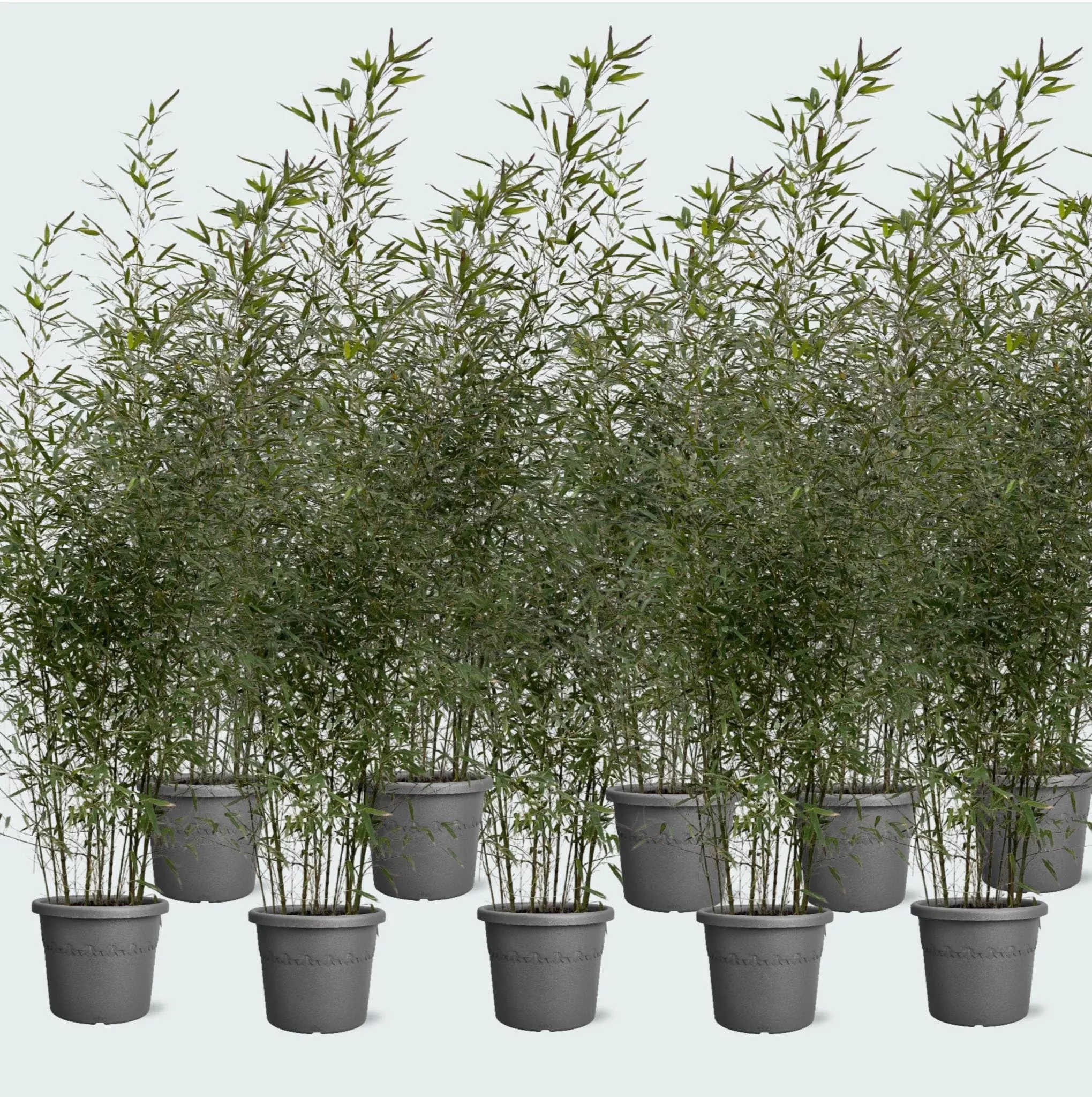 10x Fragesia bamboe – 220cm