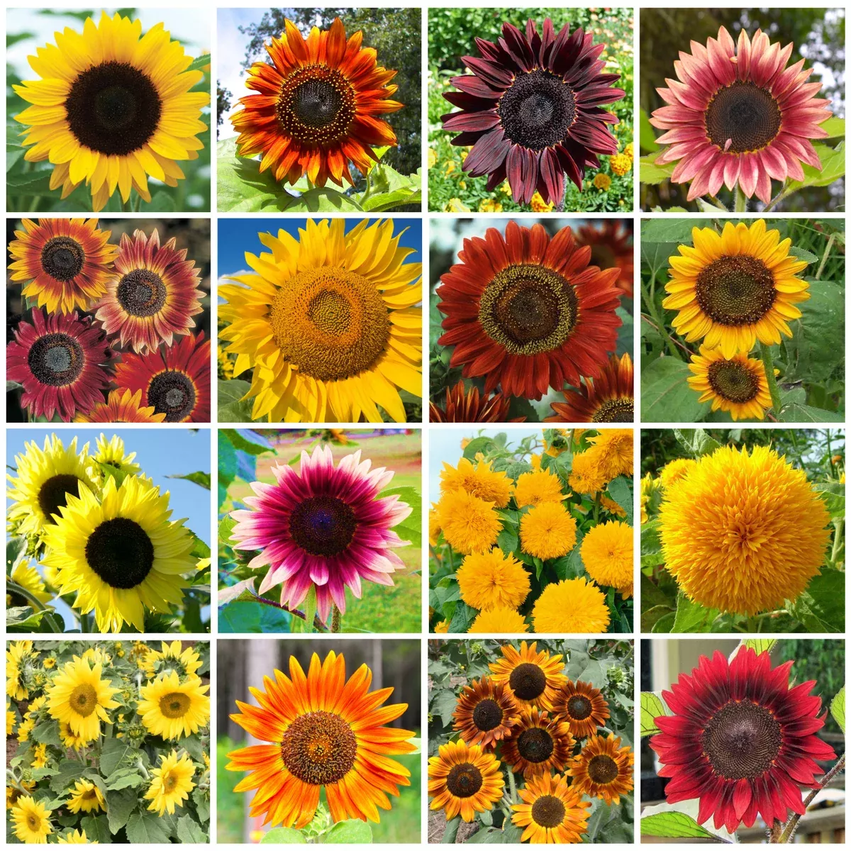 16-species-mix-sunflower 16 Species Mix Sunflower