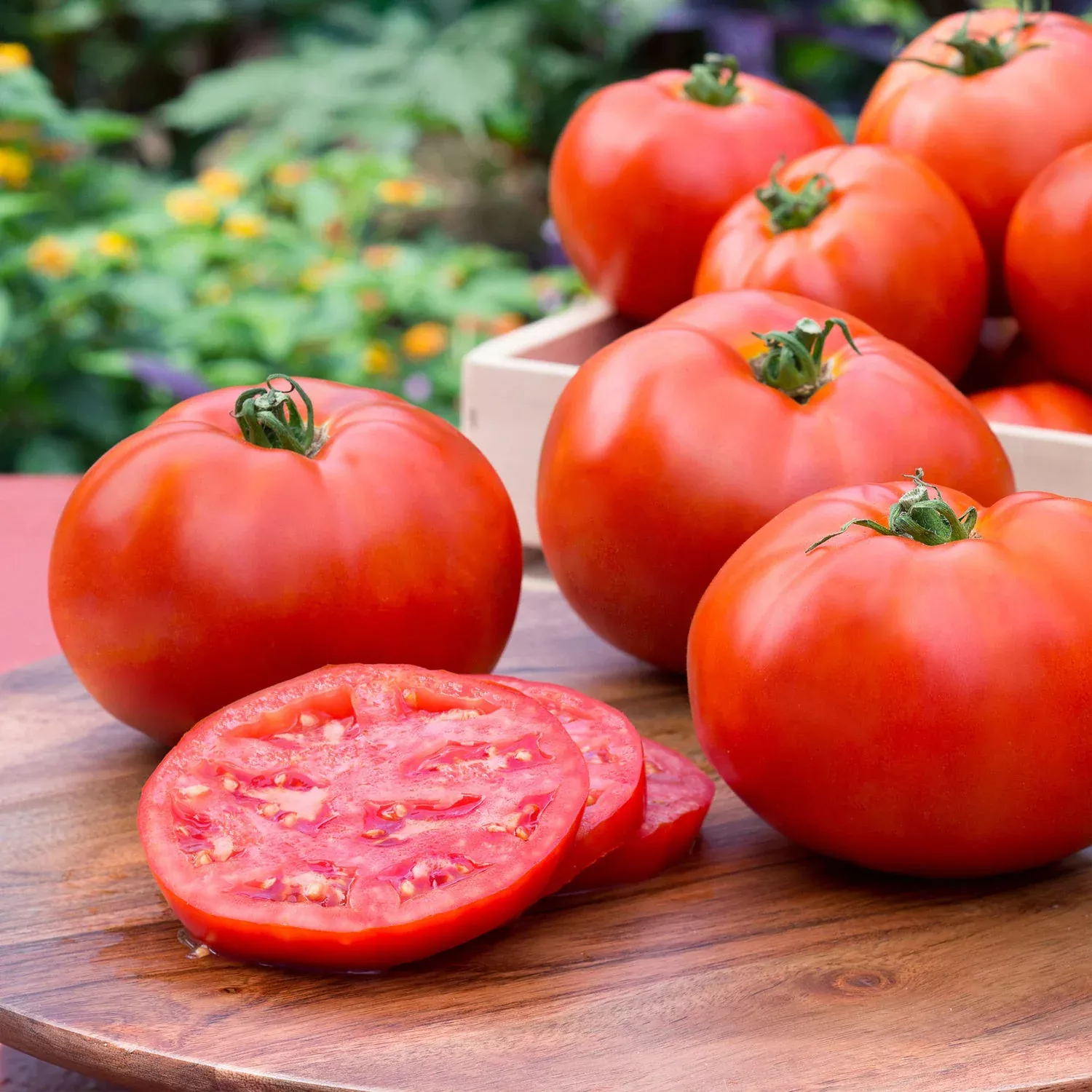 2-32-qt-better-boy-tomato 2.32 qt. Better Boy Tomato