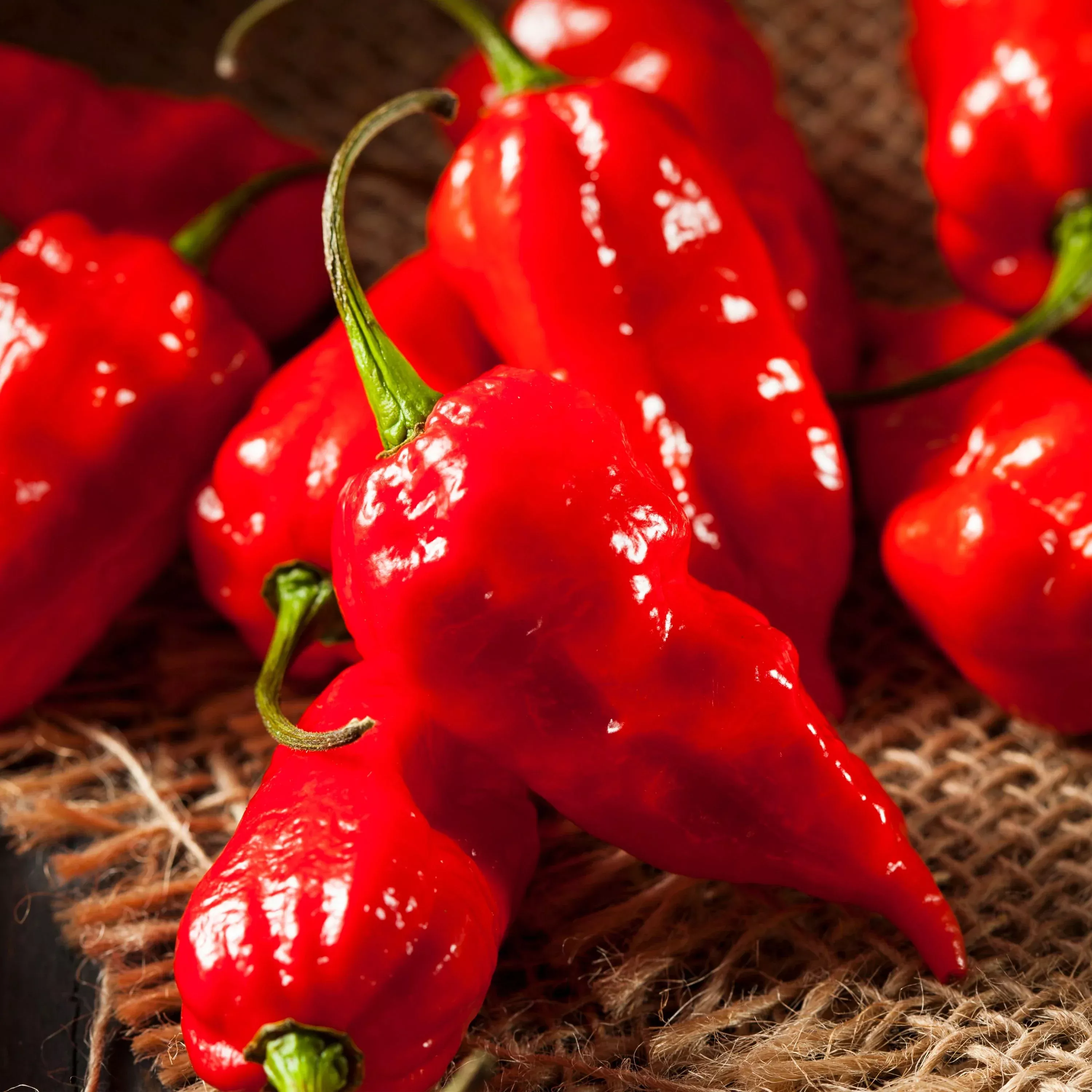 2-32-qt-ghost-pepper 2.32 qt. Ghost Pepper