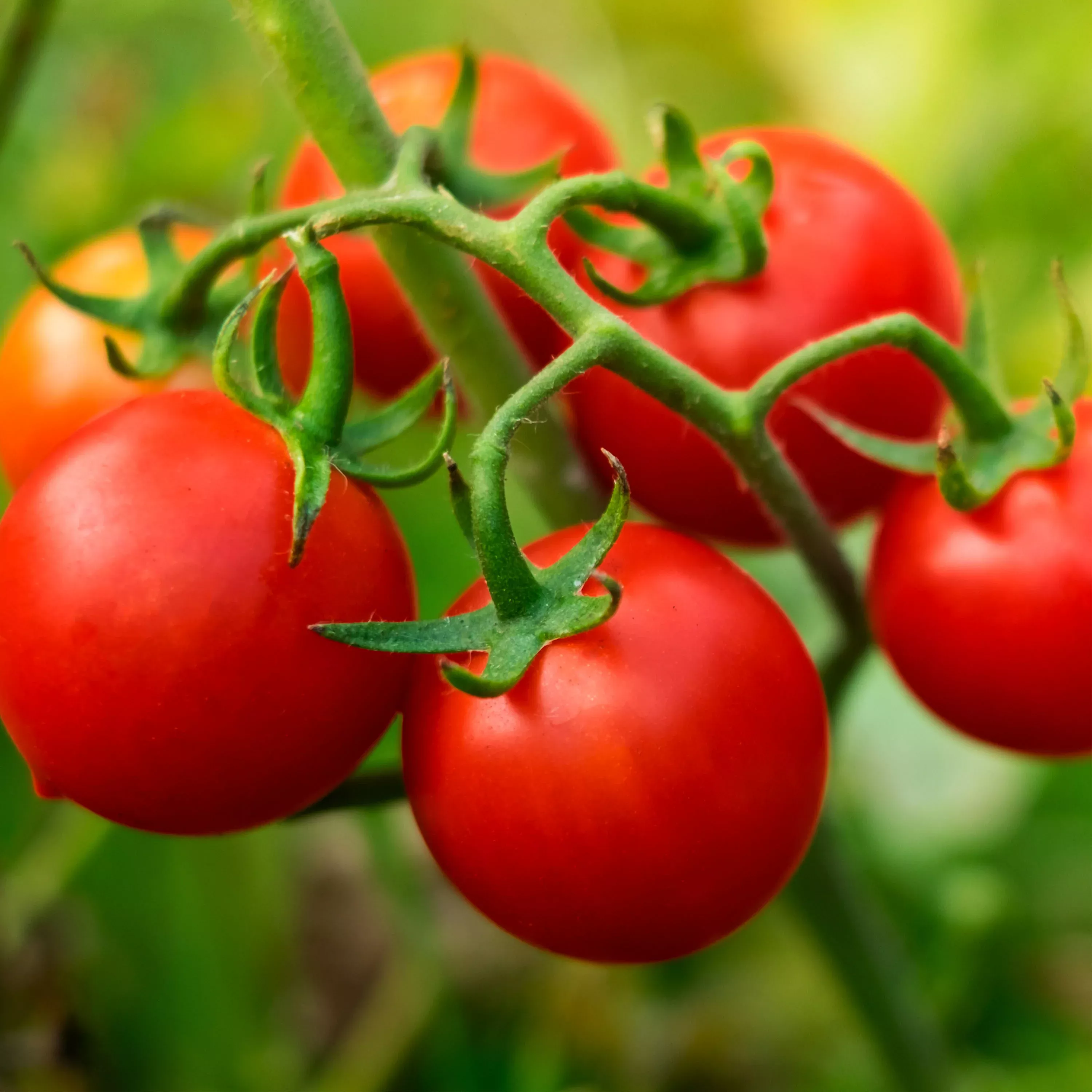 2-32-qt-husky-cherry-tomato 2.32 qt. Husky Cherry Tomato