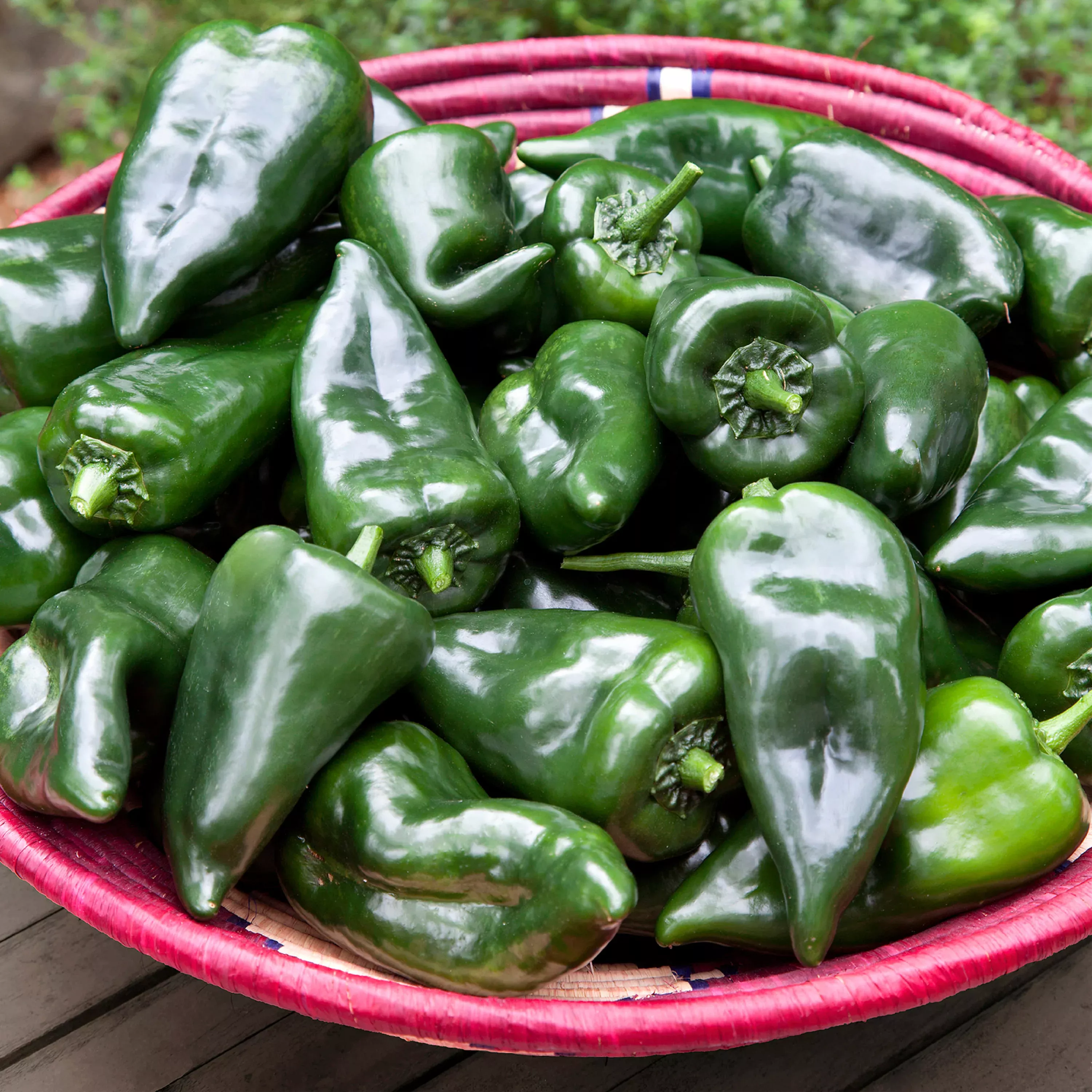 2-32-qt-poblano-pepper 2.32 qt. Poblano Pepper