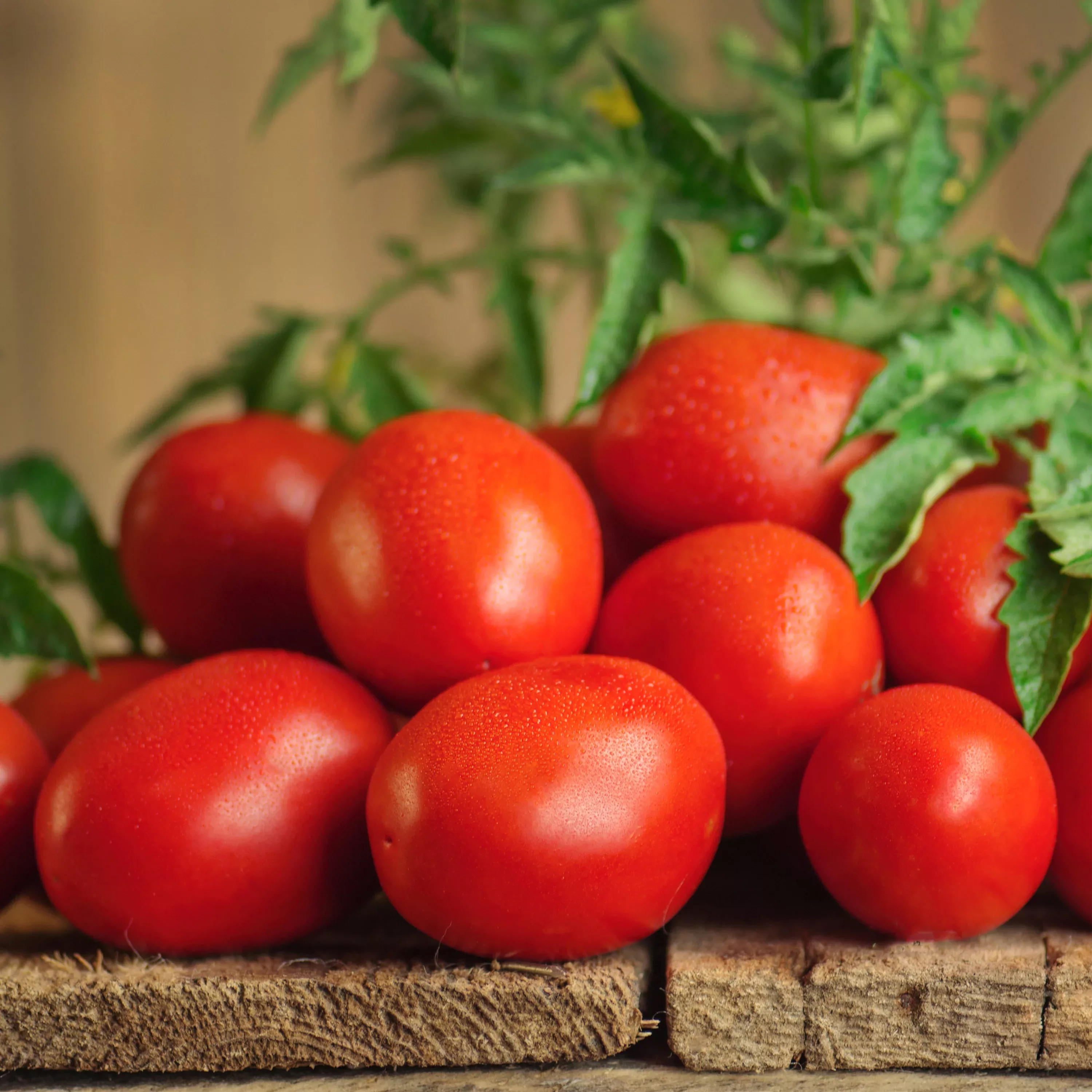 2-32-qt-roma-tomato 2.32 qt. Roma Tomato