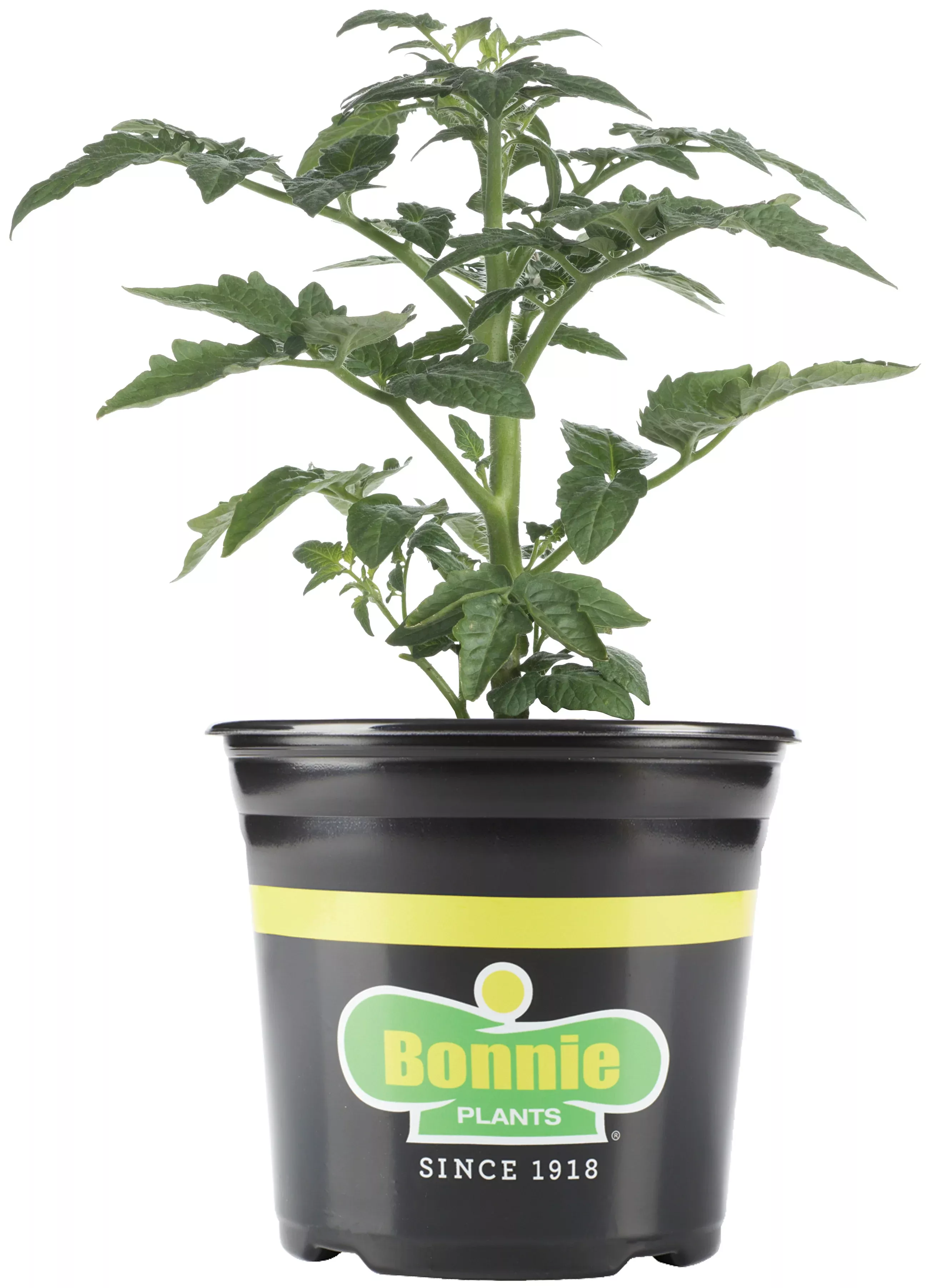 2-32-qt-summer-set-tomato 2.32 qt. Summer Set Tomato