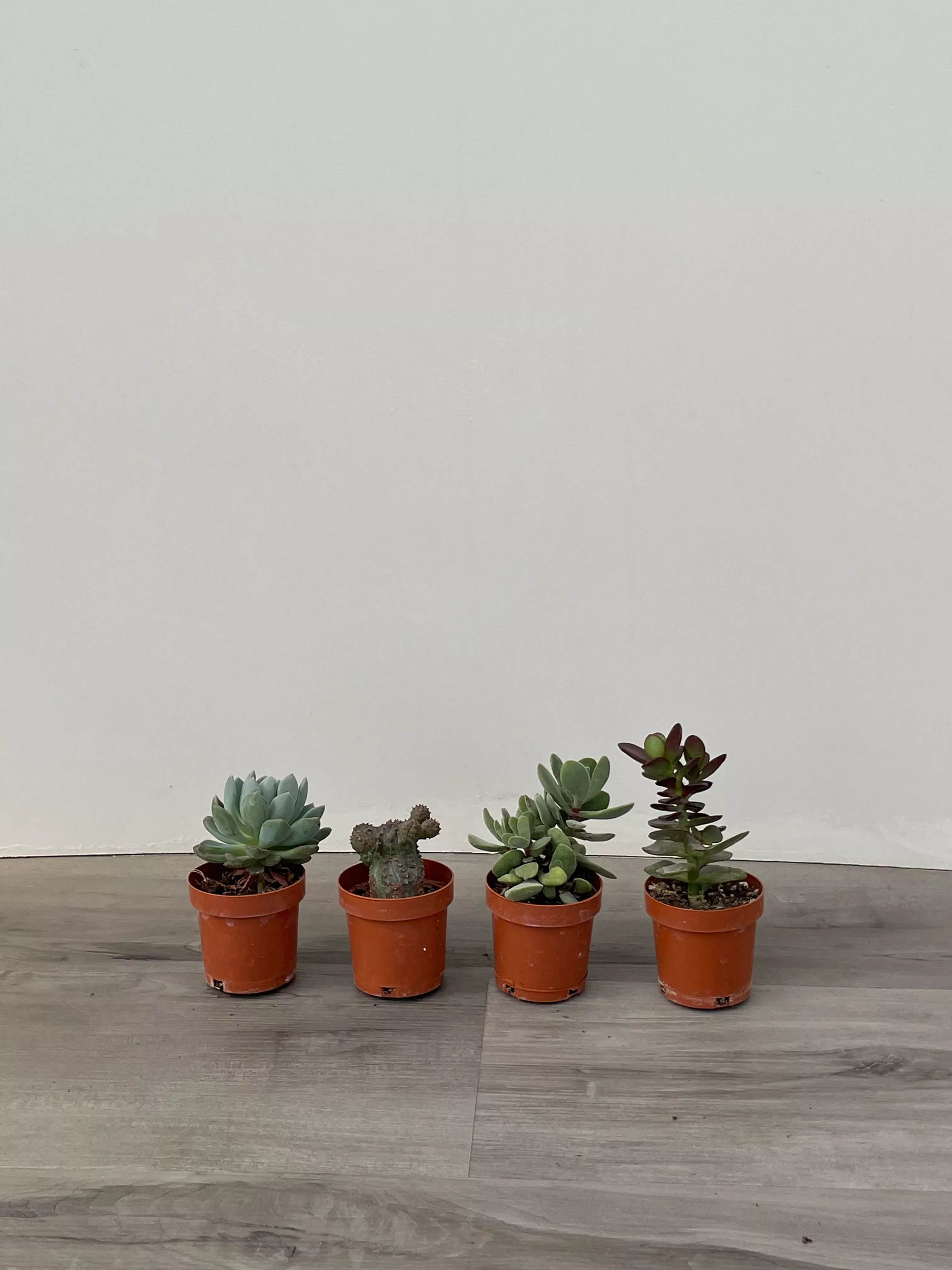2-5-assorted-succulents 2.5" Assorted Succulents
