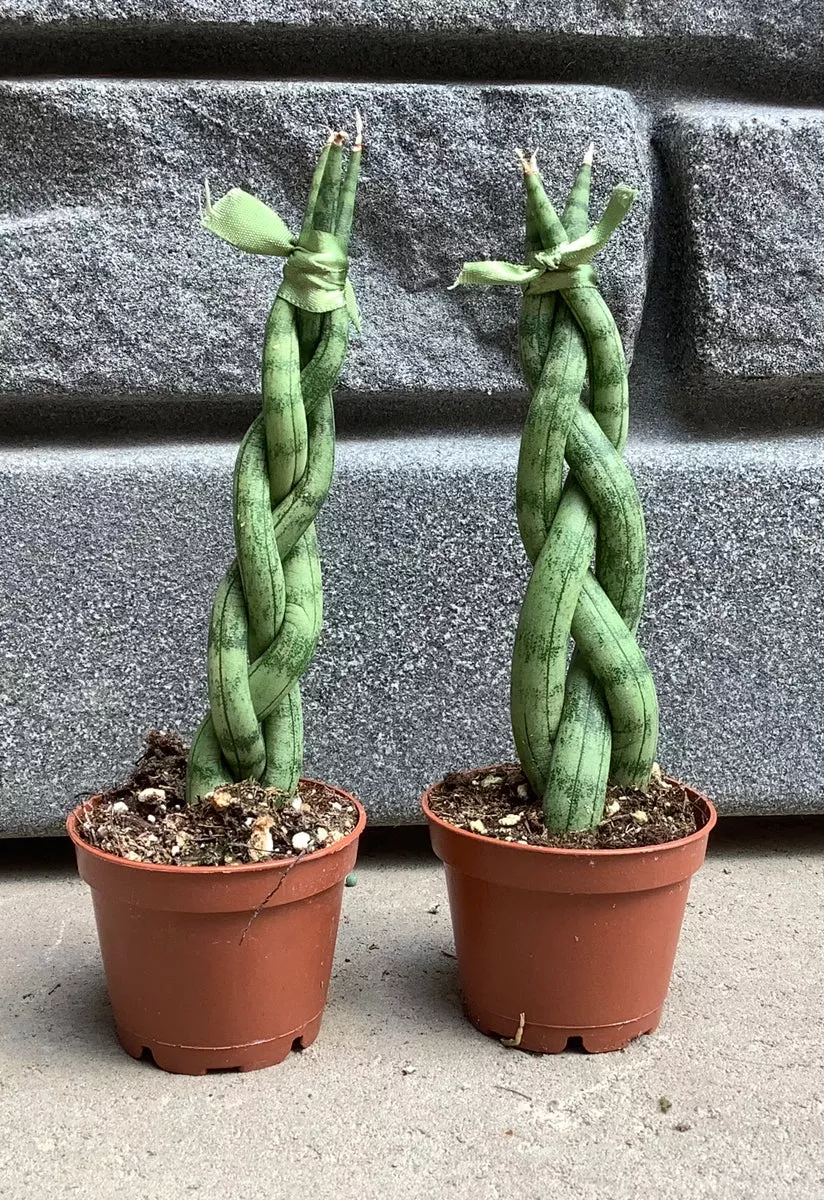 2-5-sans-cylindrica-spear-braided 2.5" Sans Cylindrica Spear Braided