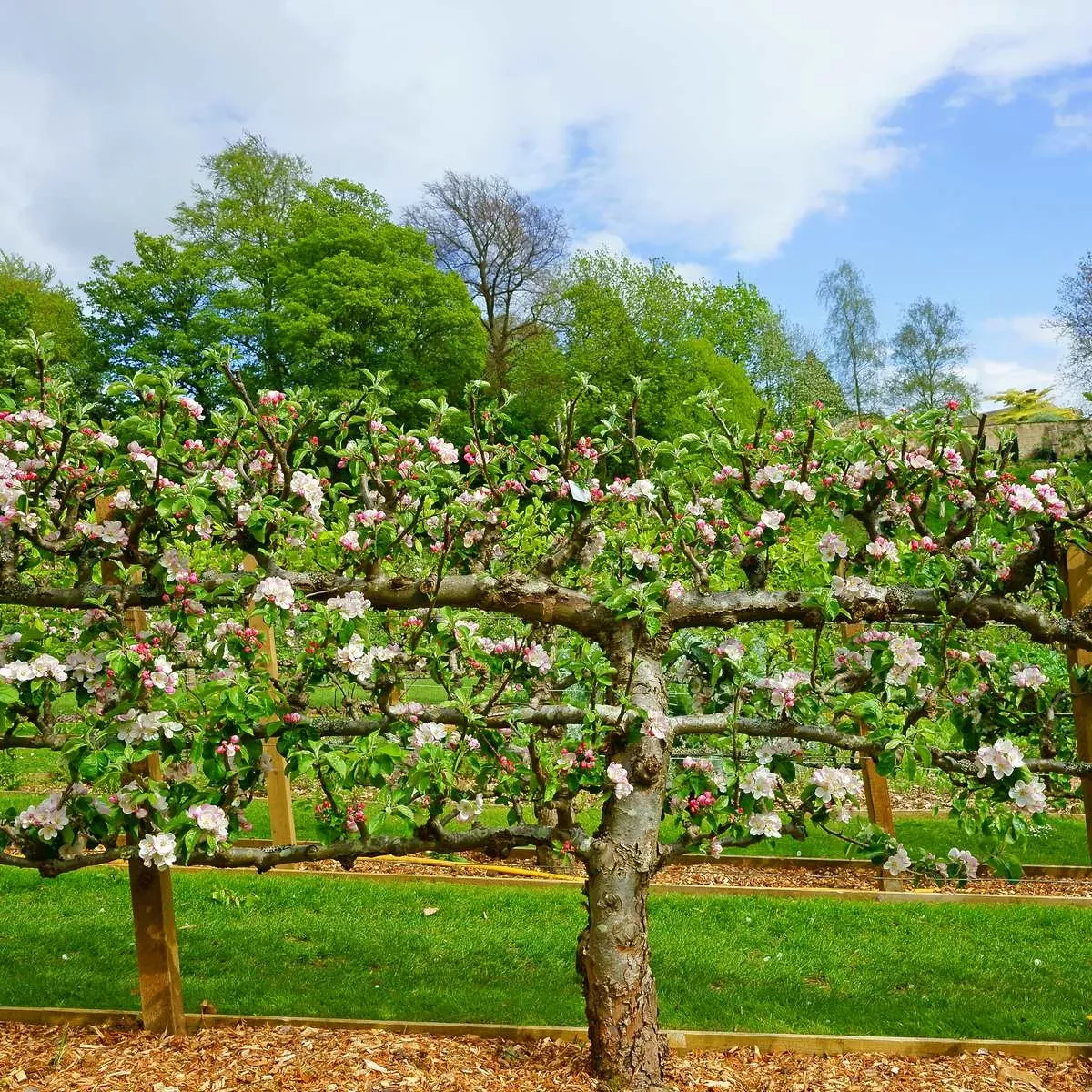 2-tier-apple-espalier-combo-tree-2-varieties 2 Tier Apple Espalier Combo Tree (2 Varieties)