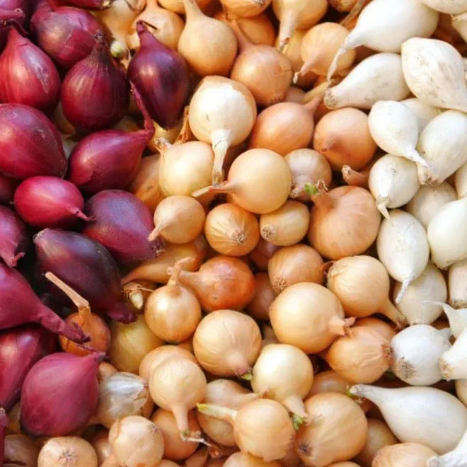 3-colors-mix-onion-sets-bulbs 3 Colors Mix Onion Sets (Bulbs)