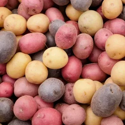 3-colors-mix-seed-potatoes 3 Colors Mix Seed Potatoes