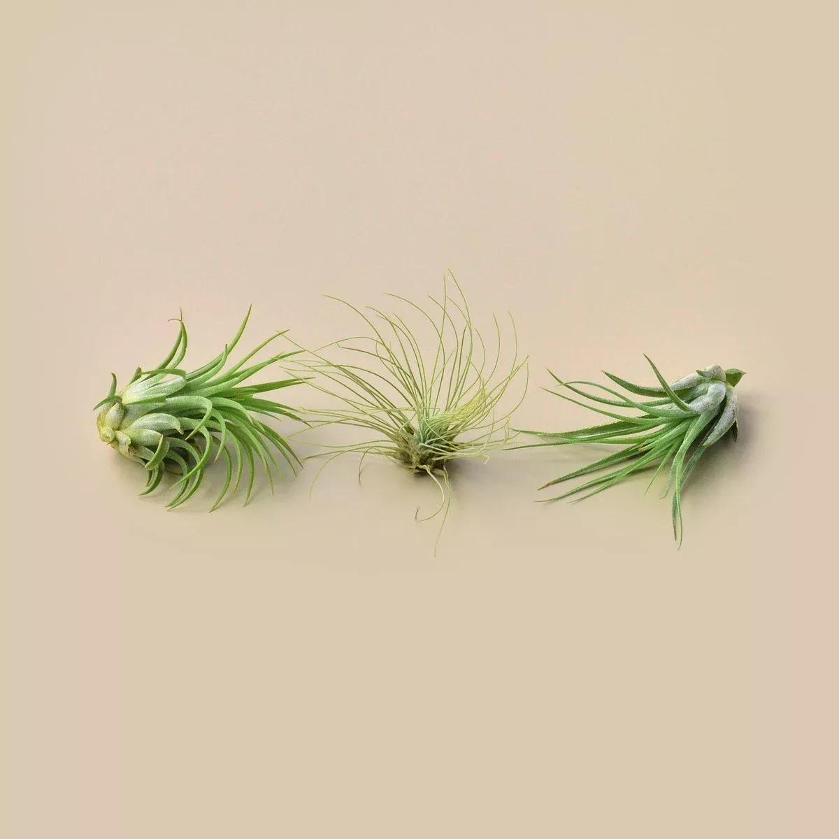 3 Small Tillandsia Air Plant Pack