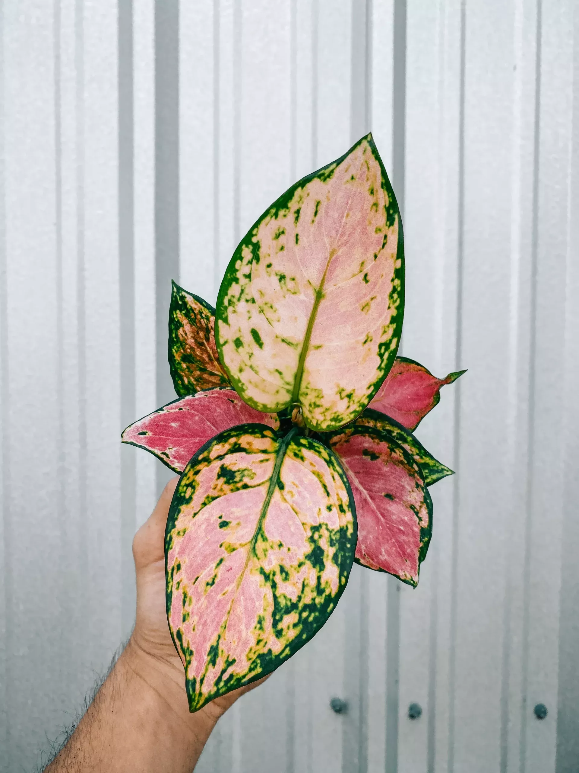 4-aglaonema-pink-valentine 4″ Aglaonema ‘Pink Valentine’