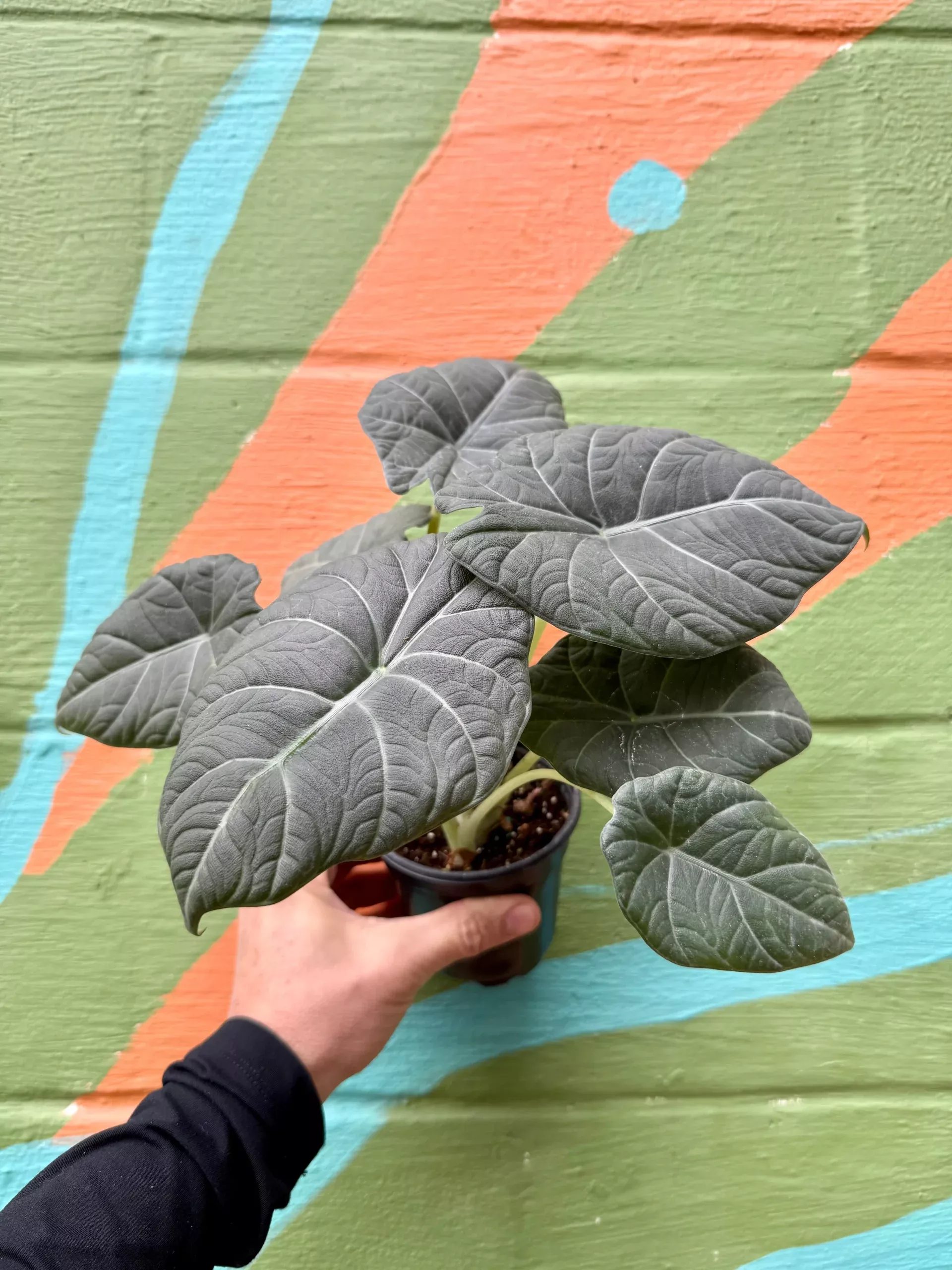 4″ Alocasia ‘Maharani’