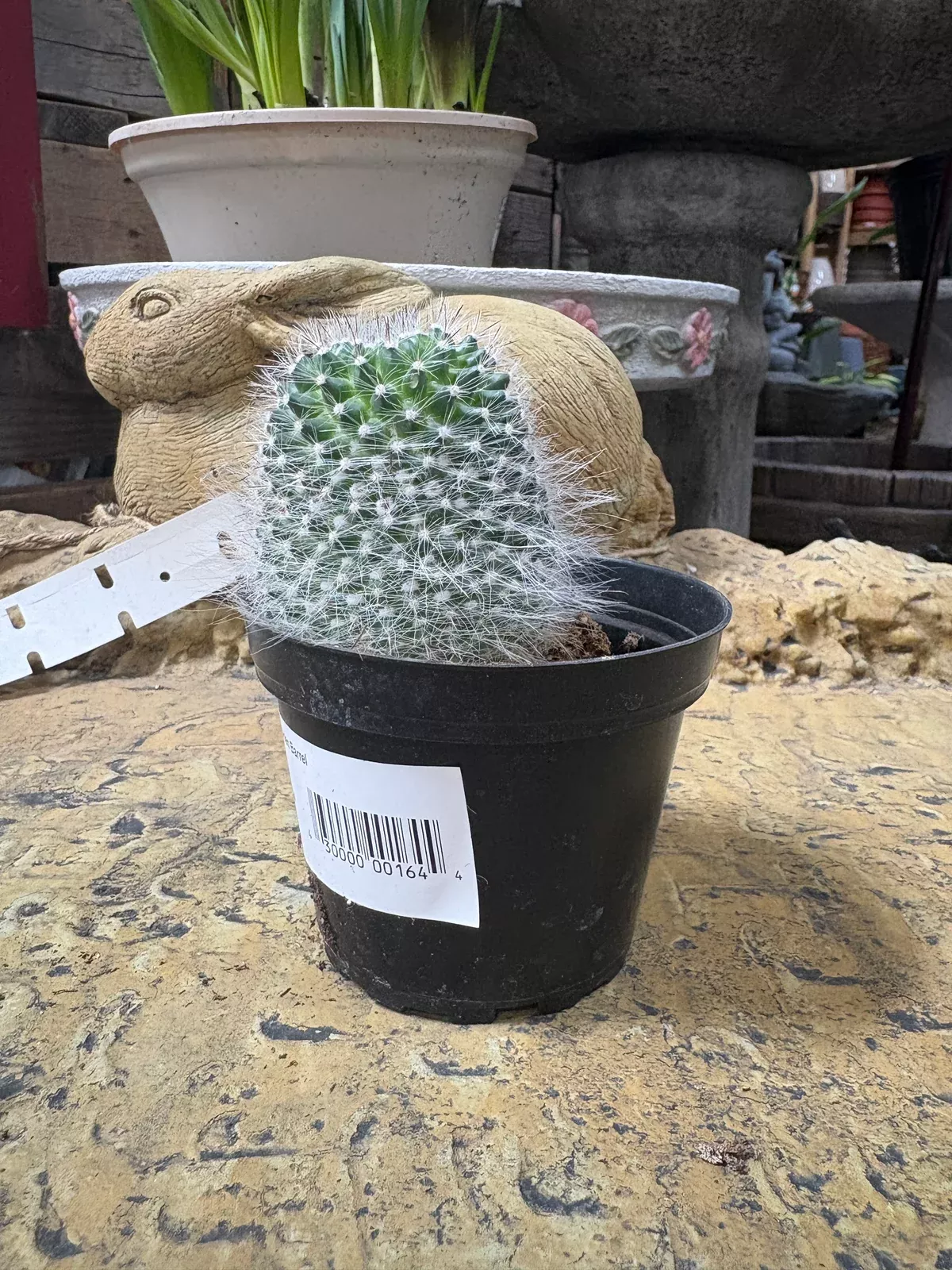 4" Assorted Cactus