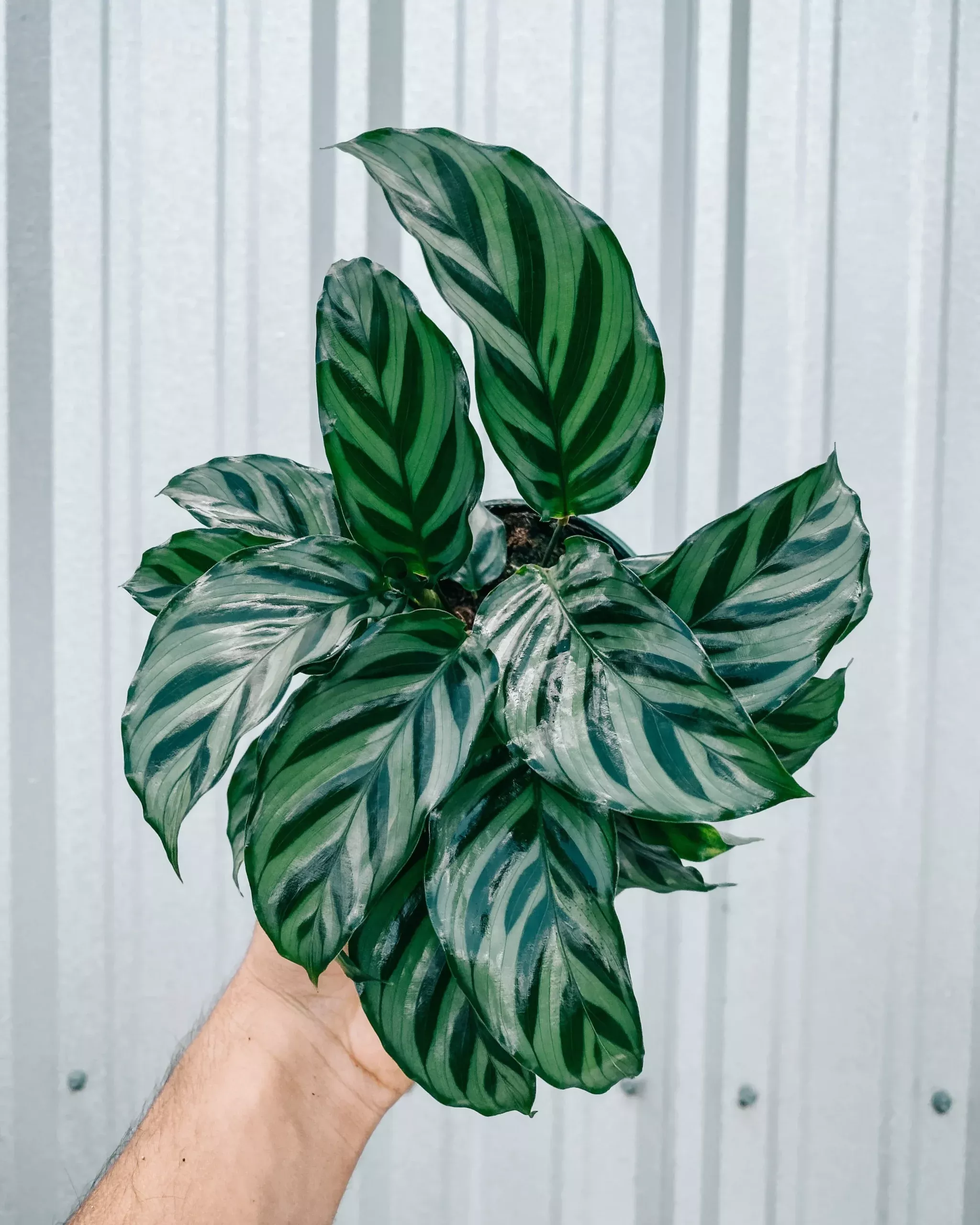 4″ Calathea ‘Freddie’