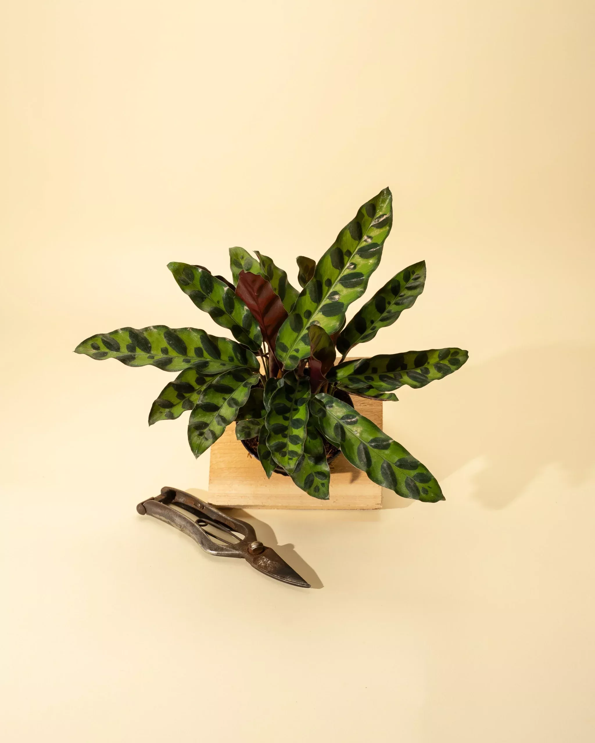4-calathea-lancifolia-rattlesnake 4″ Calathea Lancifolia ‘Rattlesnake’