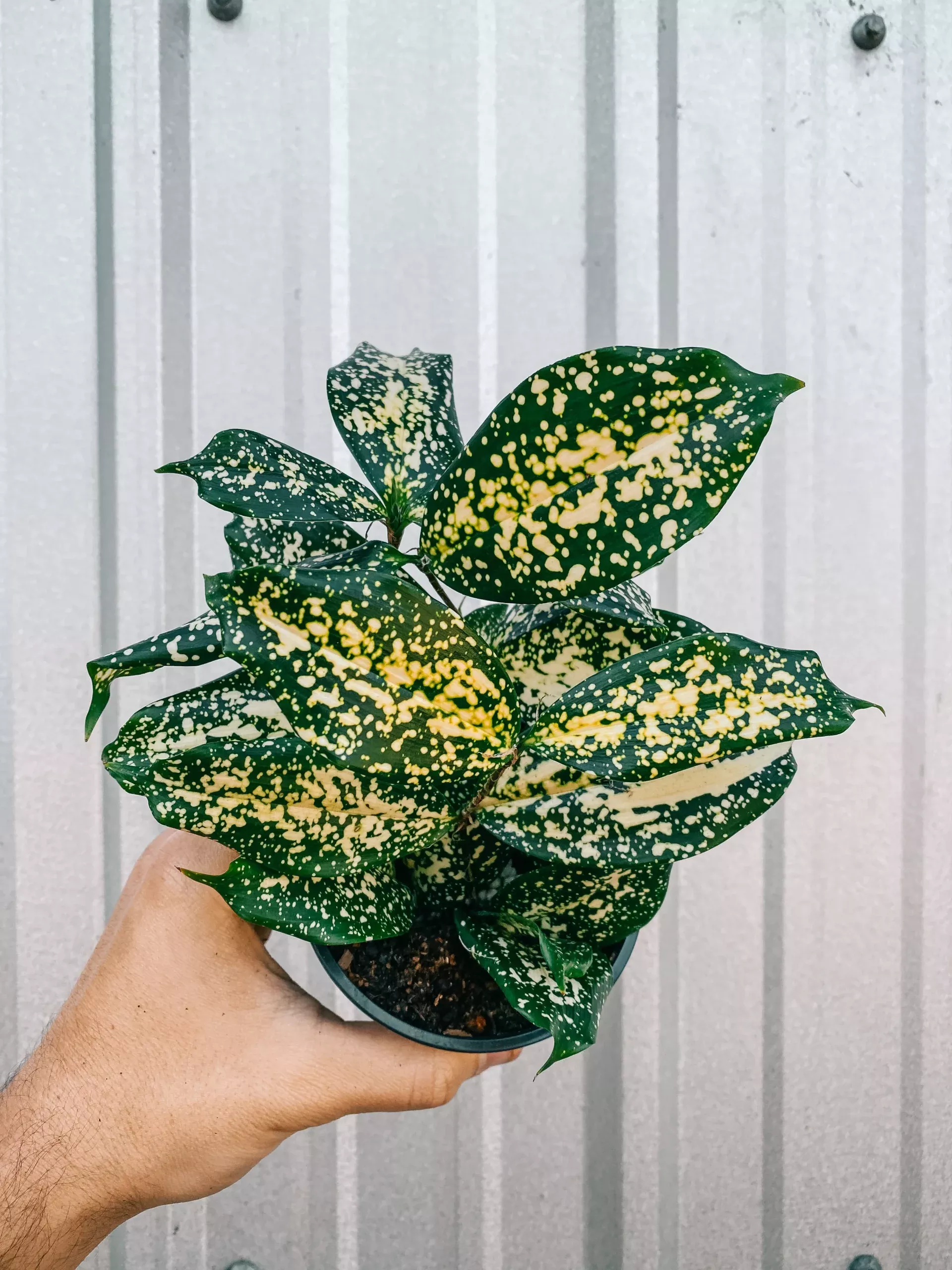 4-dracaena-florida-beauty 4″ Dracaena ‘Florida Beauty’