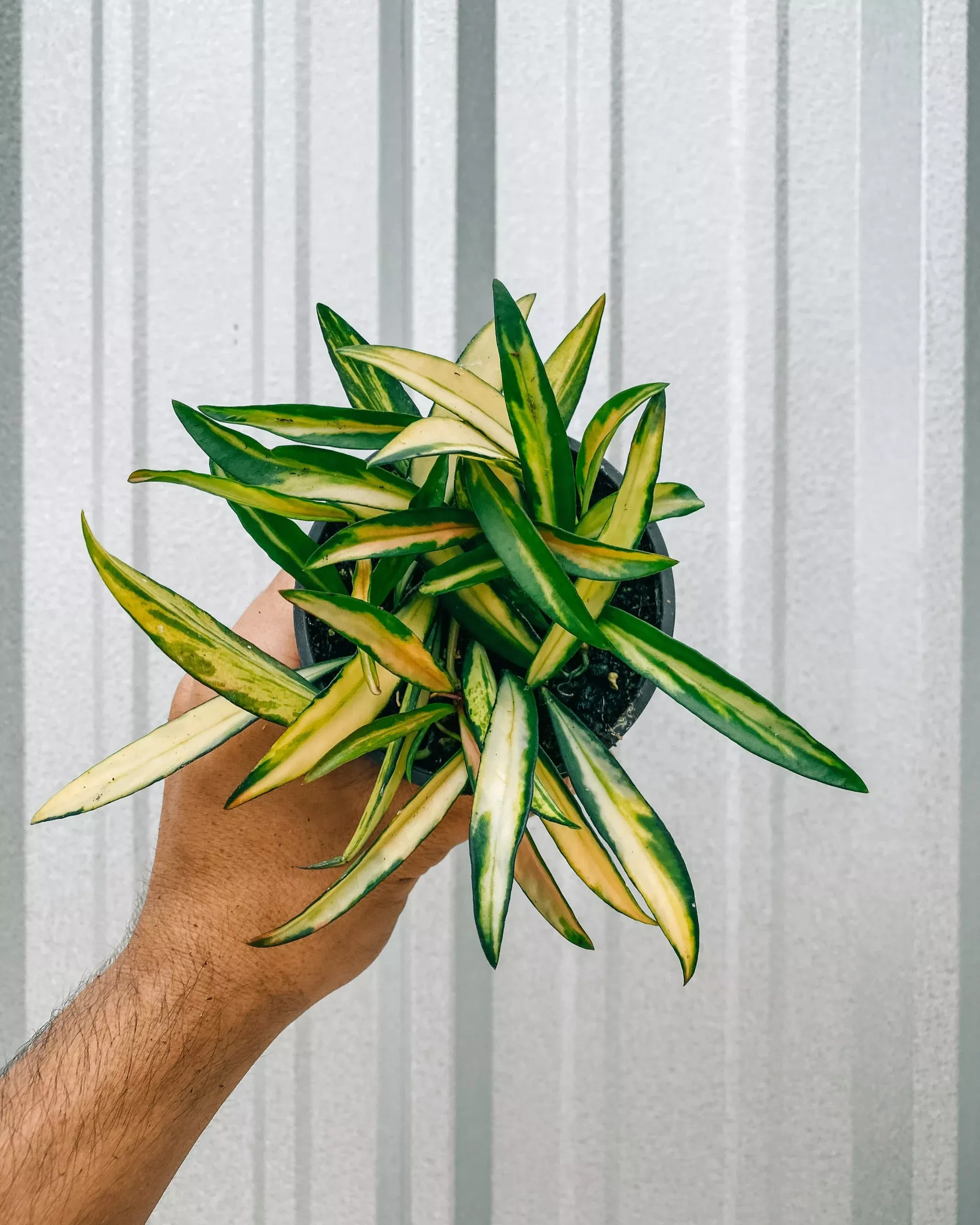 4″ Hoya ‘Kentiana’ Variegated