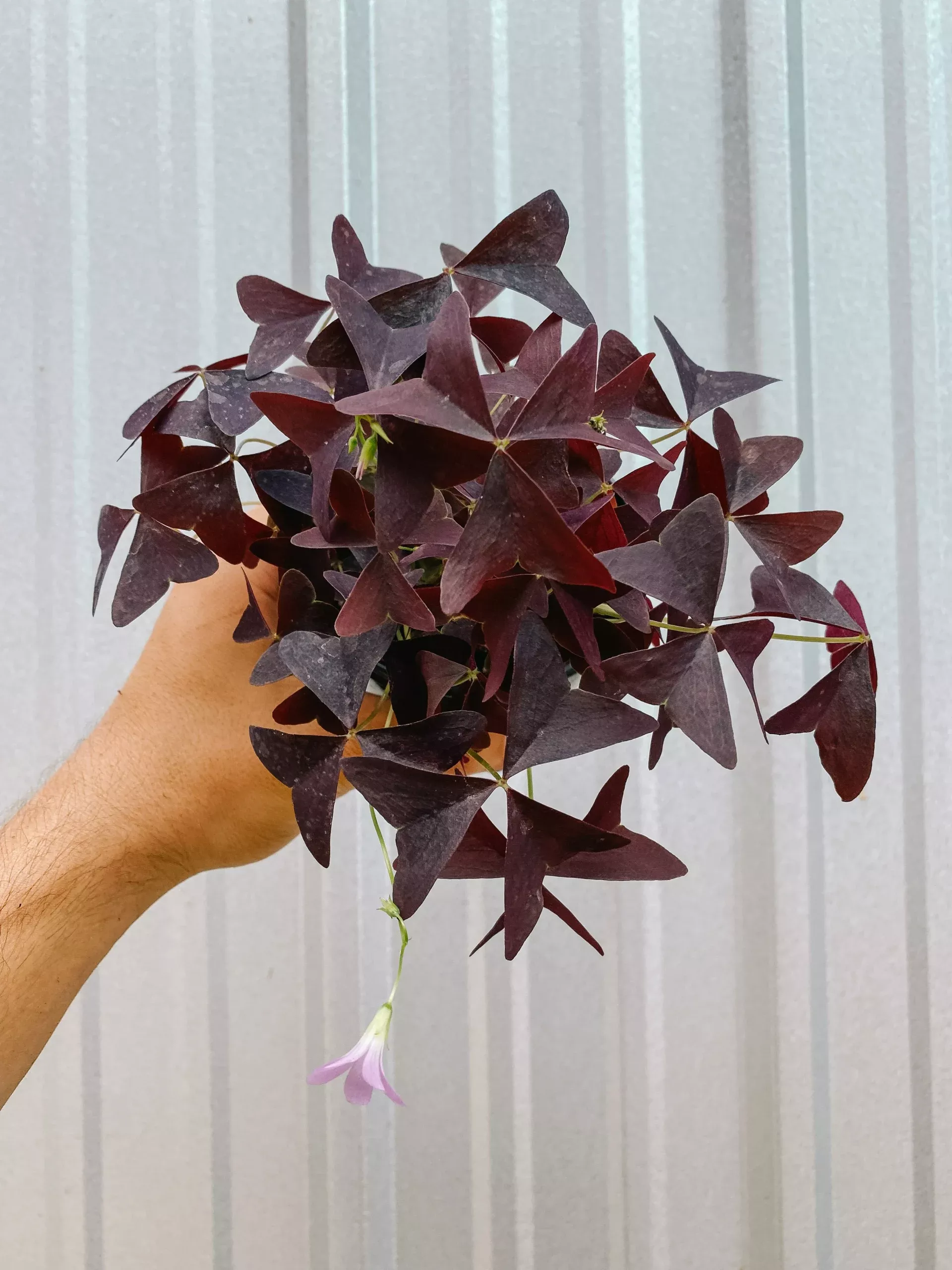 4″ Oxalis Triangularis ‘Purple Shamrock’
