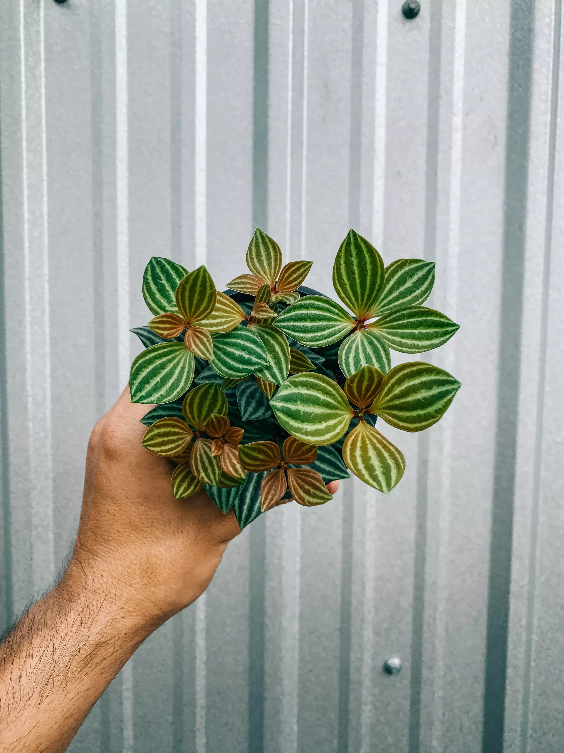 4-peperomia-stilt 4″ Peperomia ‘Stilt’