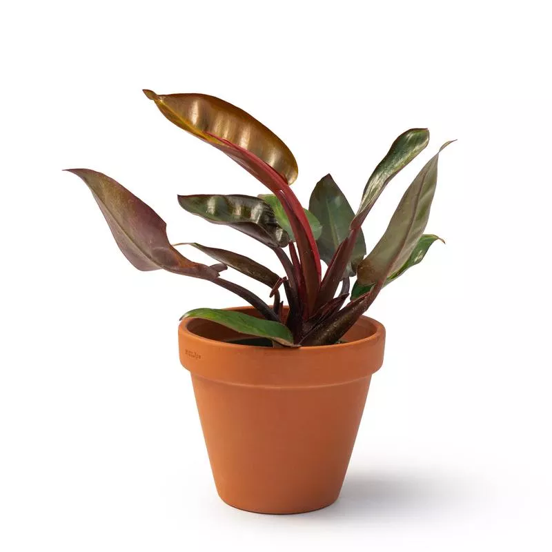4-philodendron-prince-orange 4″ Philodendron ‘Prince of Orange’