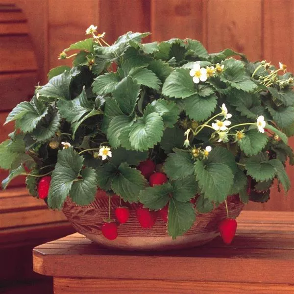 4" Strawberry