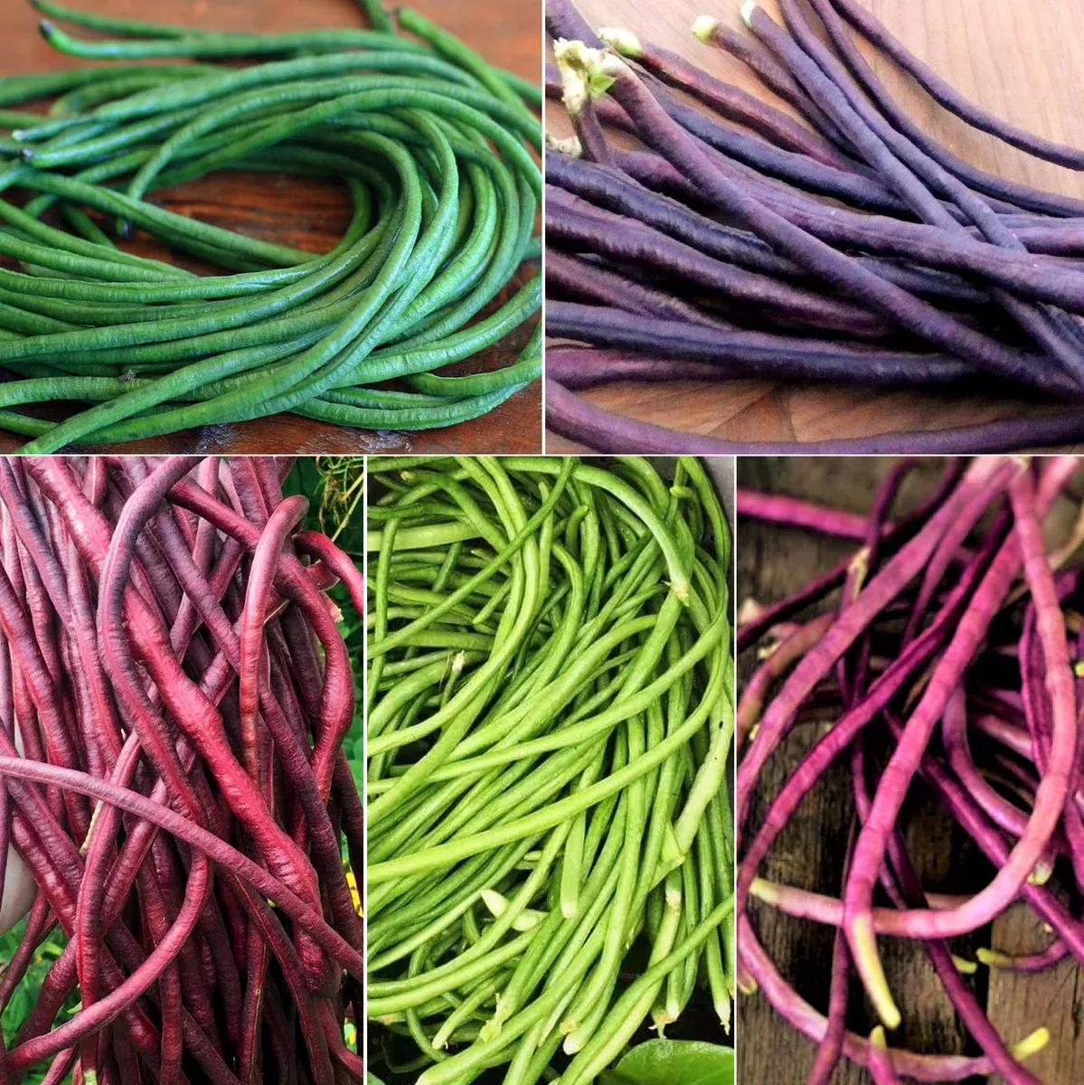 5-colors-mix-yard-long-bean 5 Colors Mix Yard Long Bean