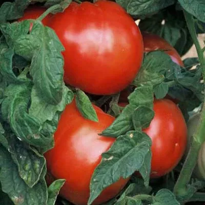 506-bush-tomato 506 Bush Tomato