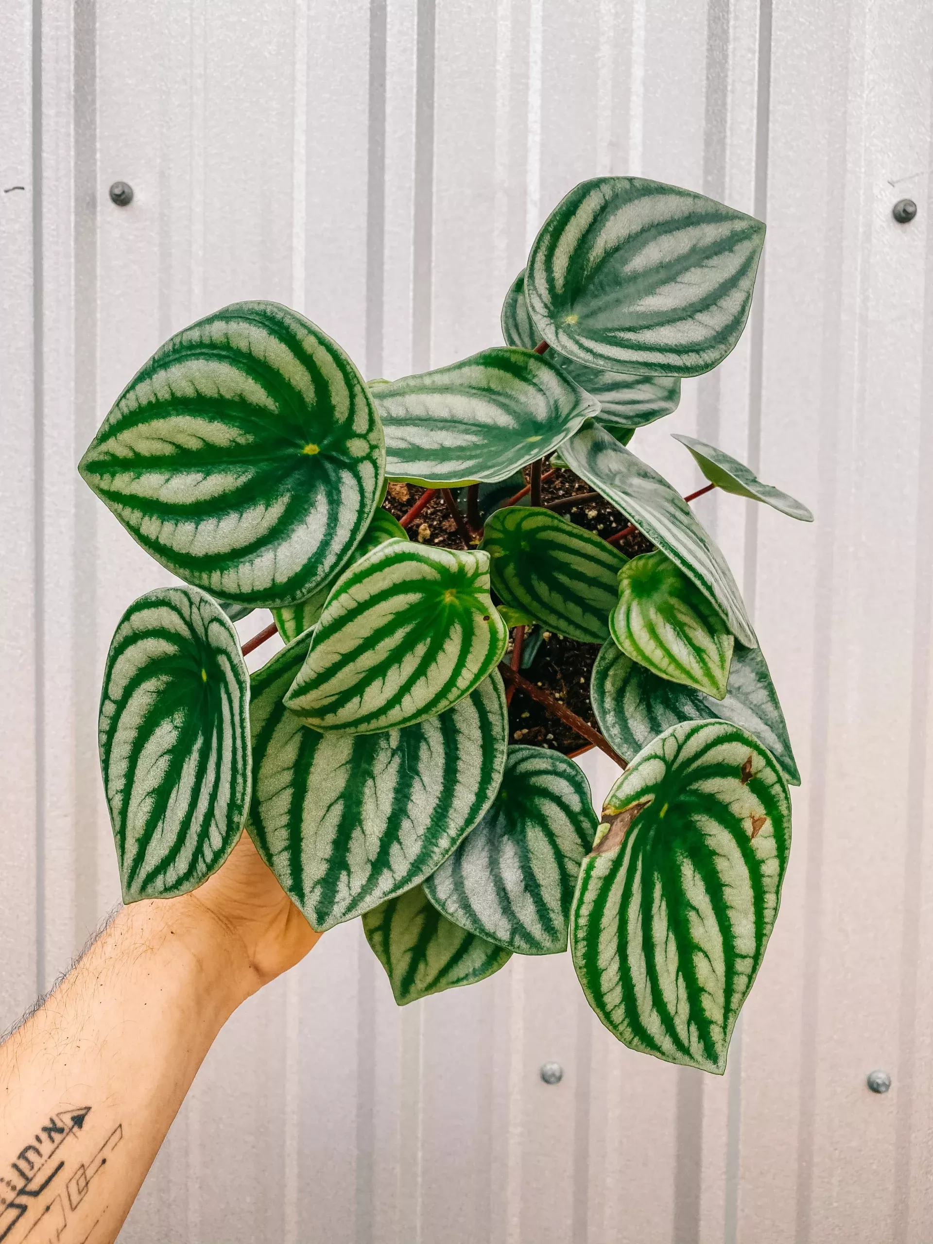 6-peperomia-argyreia-watermelon 6″ Peperomia Argyreia ‘Watermelon’