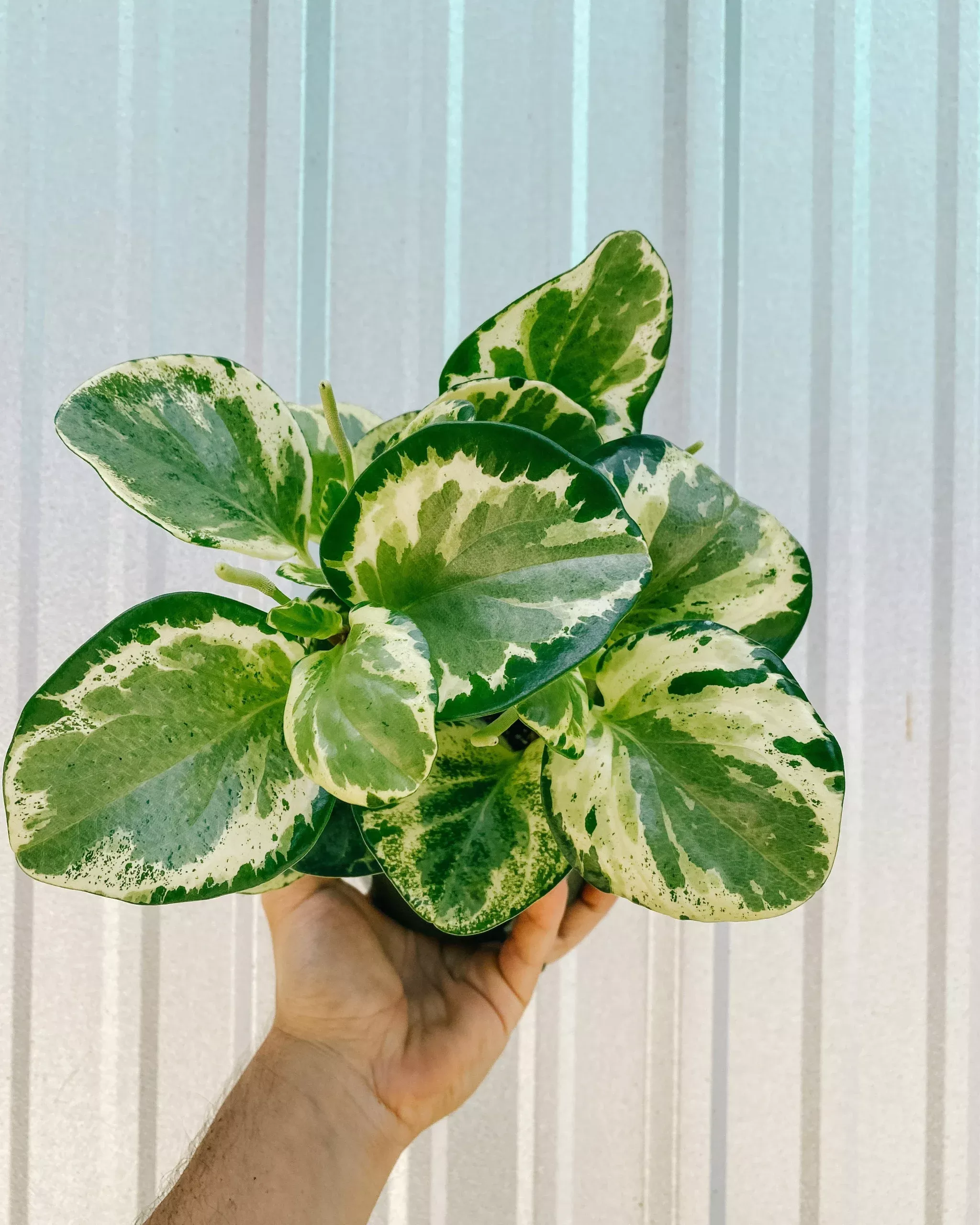 6″ Peperomia ‘Obtusifolia Marble’