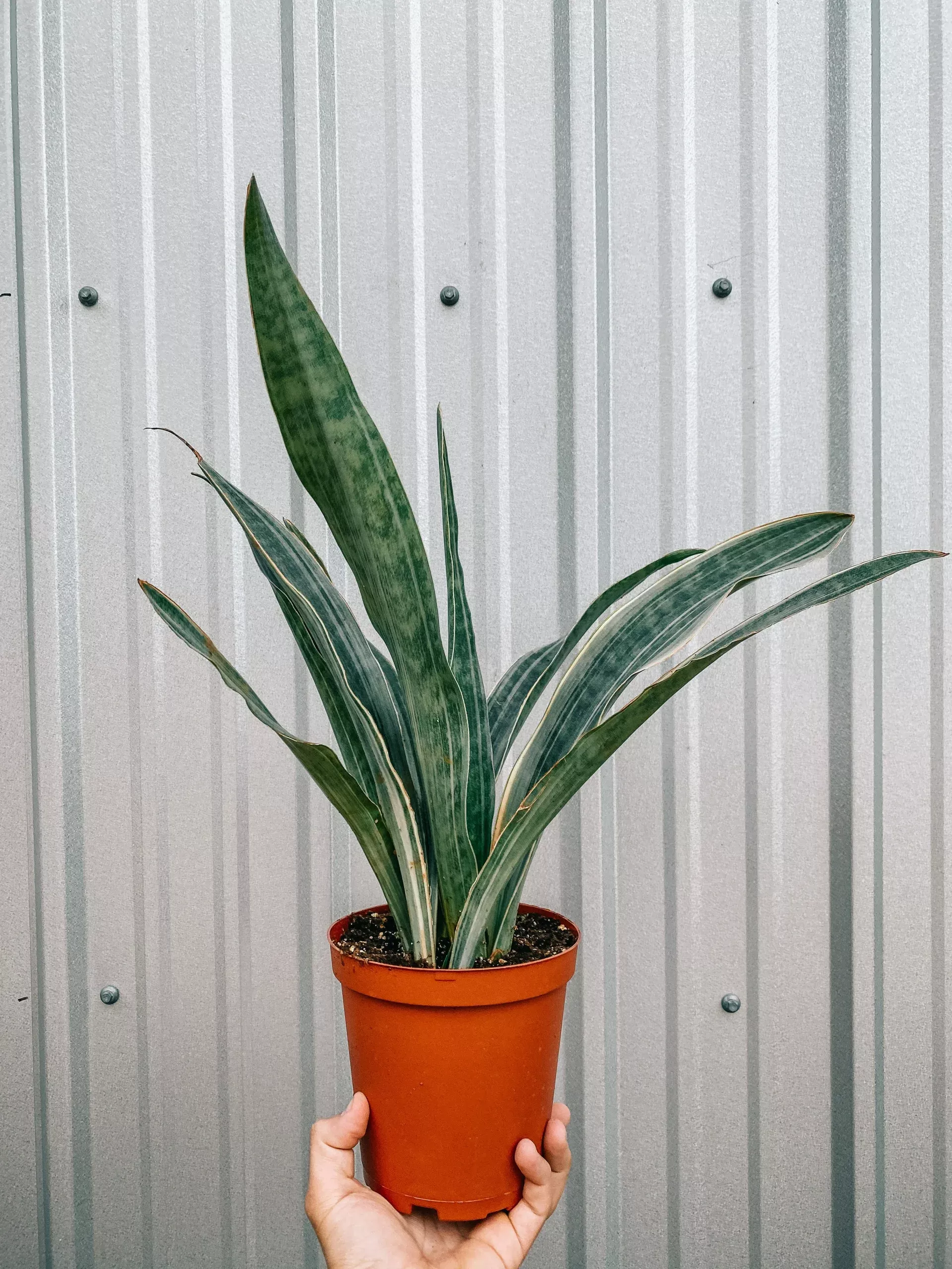 6-sansevieria-siam-silver 6″ Sansevieria ‘Siam Silver’