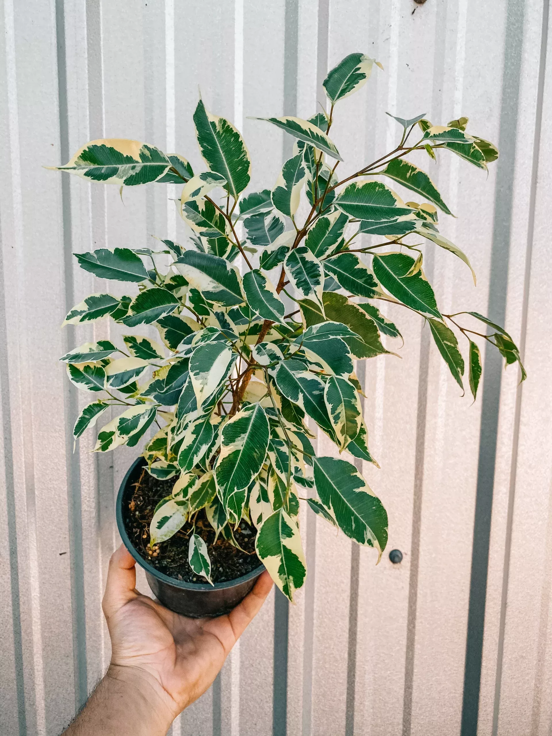 6″ Variegated Ficus Benjamina