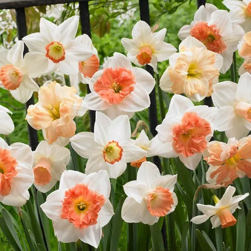 60-days-daffodils-mix 60 Days Of Daffodils Mix