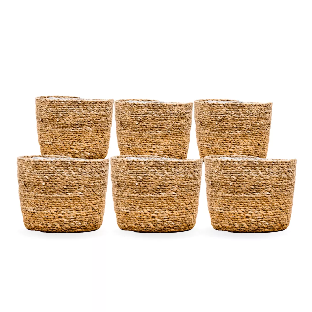 6x-mand-scott 6x Mand Scott