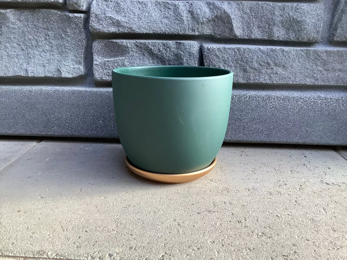 7" Barney Round Pot w Gold Saucer - Green