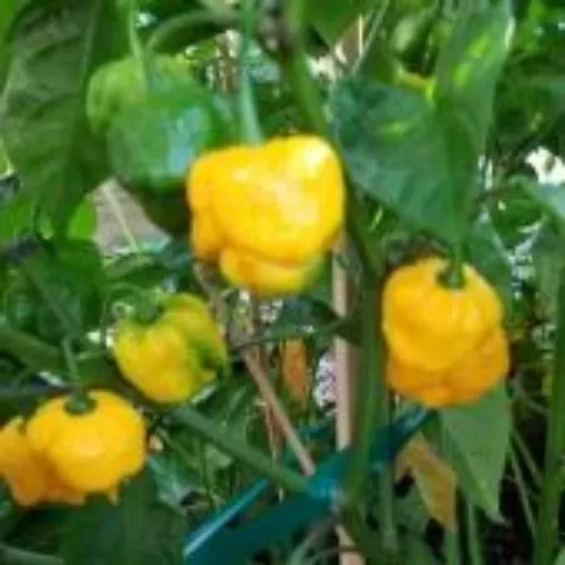 7-pot-brain-strain-yellow-pepper-seeds 7 Pot Brain Strain Yellow Pepper Seeds