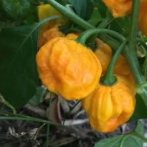 7-pot-jonah-s-yellow-brain-pepper-seeds 7 Pot Jonah's Yellow Brain Pepper Seeds