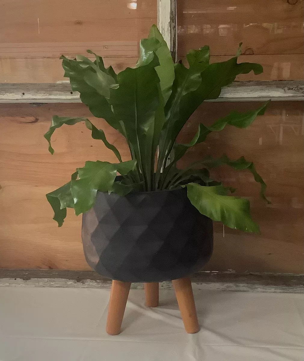 9-5-hanna-round-plant-pot-with-legs 9.5" "Hanna" Round Plant Pot with Legs