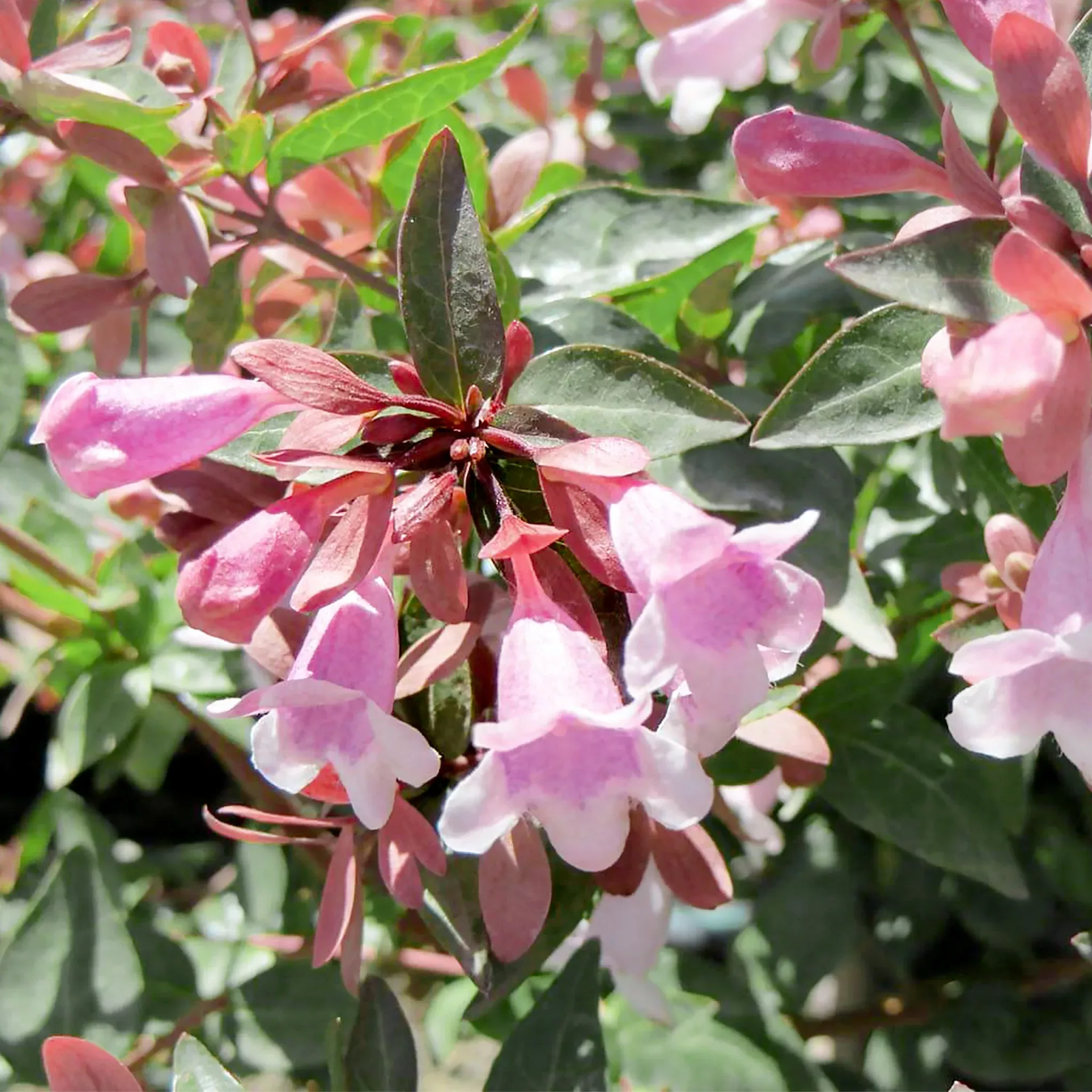 abelia Abelia