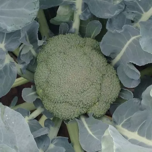 abrams-broccoli-seeds Abrams Broccoli Seeds