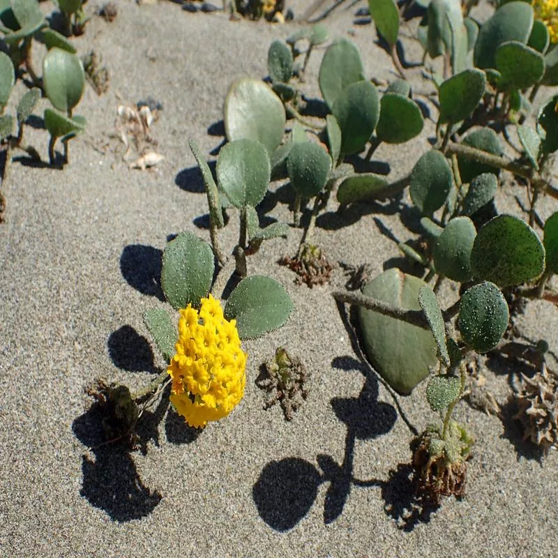 abronia-latifolia Abronia latifolia