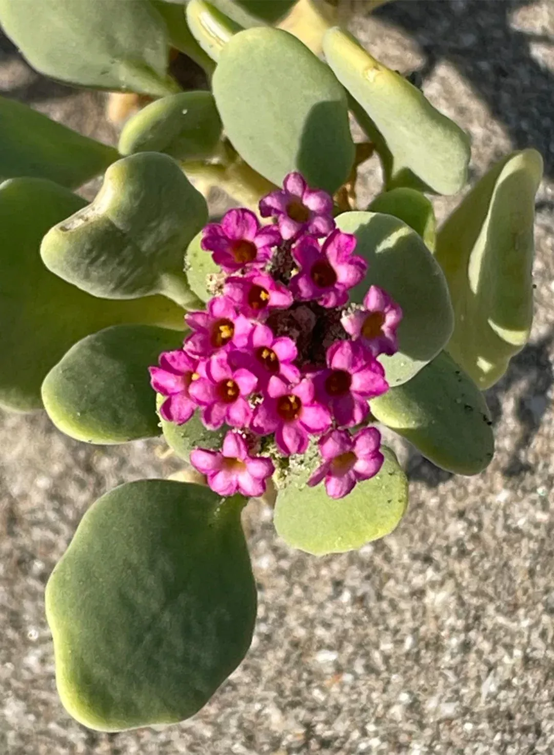 abronia-maritima-red-sand-verbena-seed Abronia maritima - Red Sand Verbena (Seed)