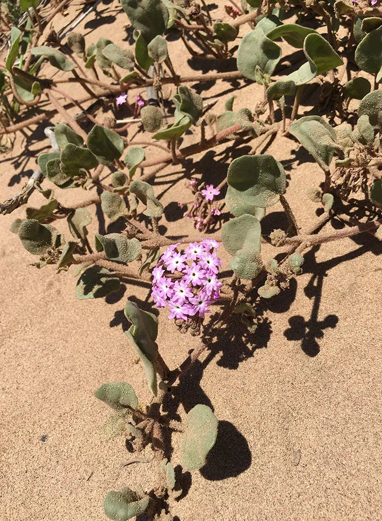 abronia-villosa-desert-sand-verbena-seed Abronia villosa - Desert Sand Verbena (Seed)