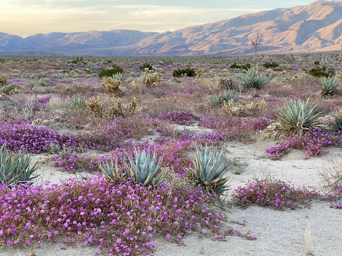 Abronia villosa Desert Sand Verbena