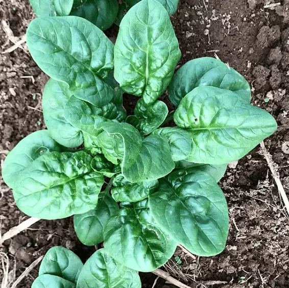 abundant-bloomsdale-spinach Abundant Bloomsdale Spinach