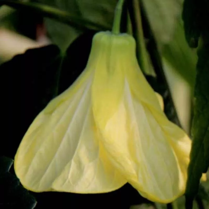 Abutilon 'Chiffon'